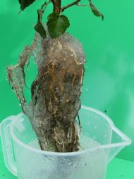 dipped roots